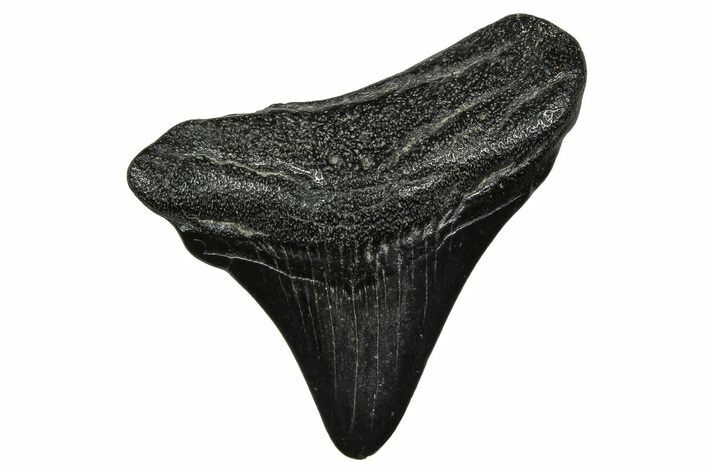 Posterior Juvenile Megalodon Tooth - South Carolina #375897